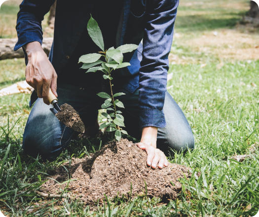 Un homme à genoux plante un arbre