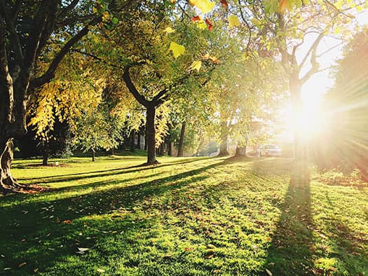 Forêts d'arbre avec le soleil qui traverse les feuilles.